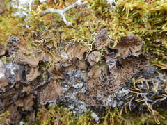 Umbilicaria muhlenbergii
