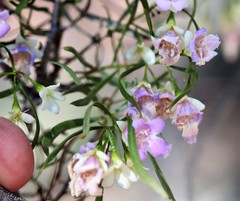 Eremophila sturtii
