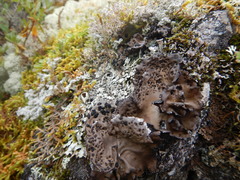 Umbilicaria muhlenbergii