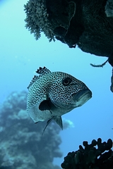 Plectorhinchus chaetodonoides