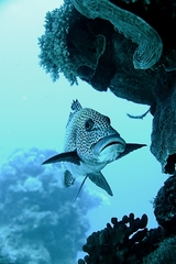 Plectorhinchus chaetodonoides