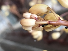 Erythrorchis altissima