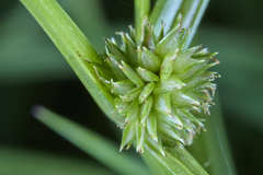 Cyperus aggregatus