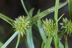 Cyperus aggregatus