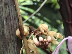 Erythrorchis altissima