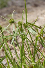 Cyperus aggregatus