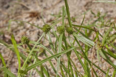 Cyperus aggregatus