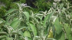 Solanum mauritianum