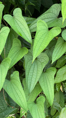 Dioscorea hamiltonii