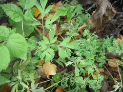 Corydalis capnoides