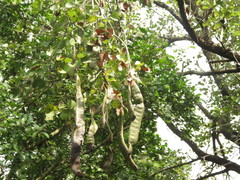 Bauhinia racemosa