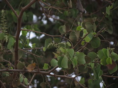 Bauhinia racemosa