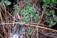 Lobelia ardisiandroides