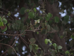Bauhinia racemosa