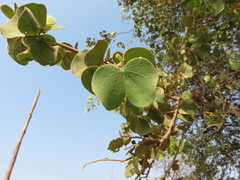 Bauhinia racemosa