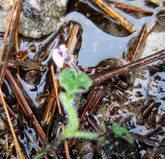 Lobelia ardisiandroides