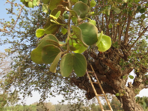 Image of Bauhinia racemosa by no rights reserved