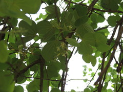 Bauhinia racemosa