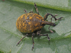 Larinus sturnus