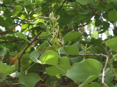 Bauhinia racemosa