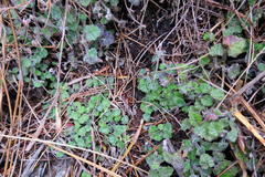 Lobelia ardisiandroides