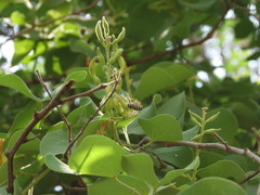 Bauhinia racemosa