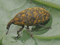 Larinus sturnus