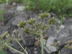 Torilis japonica