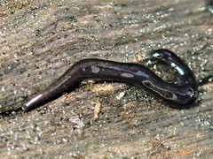 Anisorhynchodemus simulans