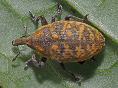 Larinus sturnus