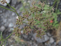 Torilis japonica