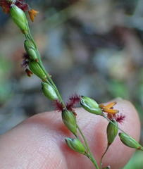 Panicum deustum