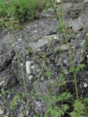 Torilis japonica