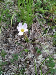 Claytonia acutifolia