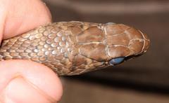 Psammophis brevirostris