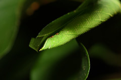 Marumba
