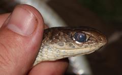 Psammophis brevirostris