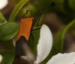 Galaesus hasticornis