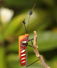 Galaesus hasticornis