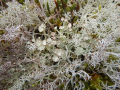 Cladonia amaurocraea