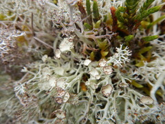 Cladonia amaurocraea