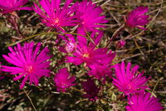 Lampranthus gracilipes