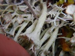 Cladonia amaurocraea