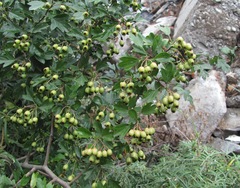 Crataegus monogyna