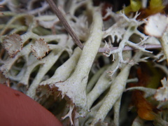 Cladonia amaurocraea