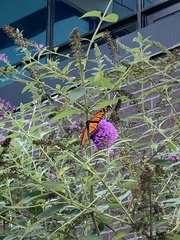 Danaus plexippus