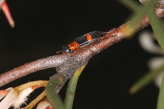 Lemidia