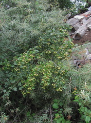Crataegus monogyna