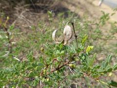 Vachellia exuvialis