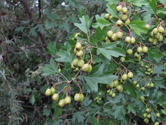 Crataegus monogyna